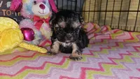 Tiny girl , a female Shih Tzu for sale in Connersville, IN – Photo 8 of 8
