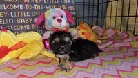 Tiny girl , a female Shih Tzu for sale in Connersville, IN – Photo 7 of 8
