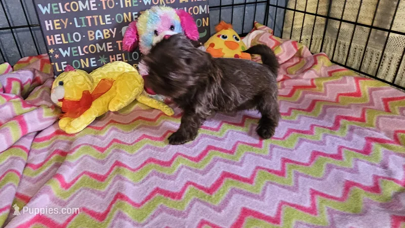 Hershey  – Shih Tzu puppy for sale in Connersville, IN