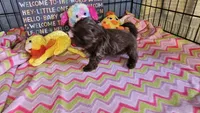 Hershey , a female Shih Tzu for sale in Connersville, IN – Photo 1 of 7