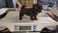 Hershey , a female Shih Tzu for sale in Connersville, IN – Photo 6 of 7