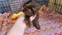 Hershey , a female Shih Tzu for sale in Connersville, IN – Photo 2 of 7
