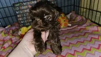 Hershey , a female Shih Tzu for sale in Connersville, IN – Photo 4 of 7