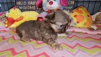 Buffy, a female Shih Tzu for sale in Connersville, IN – Photo 4 of 6