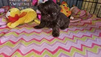 Hershey , a female Shih Tzu for sale in Connersville, IN – Photo 7 of 7