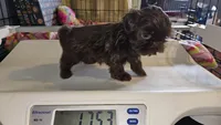 Hershey , a female Shih Tzu for sale in Connersville, IN – Photo 5 of 7