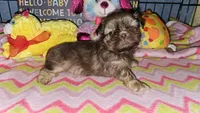 Buffy, a female Shih Tzu for sale in Connersville, IN – Photo 6 of 6