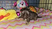 Buffy, a female Shih Tzu for sale in Connersville, IN – Photo 5 of 6