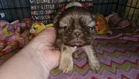 Buffy, a female Shih Tzu for sale in Connersville, IN – Photo 3 of 6