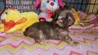 Buffy, a female Shih Tzu for sale in Connersville, IN – Photo 1 of 6