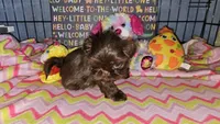 Hershey , a female Shih Tzu for sale in Connersville, IN – Photo 3 of 7