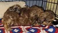 Spunky, a male Shih Tzu for sale in Connersville, IN – 3 of 8