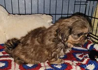 Spunky, a male Shih Tzu for sale in Connersville, IN – 4 of 8