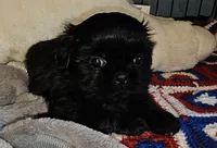 Blackie, a male Shih Tzu for sale in Connersville, IN – 2 of 6