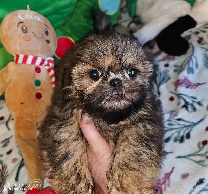 Watson  – Shih Tzu puppy for sale in Connersville, IN