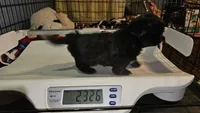 Blackie, a male Shih Tzu for sale in Connersville, IN – 5 of 6