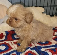 Goldie , a female Shih Tzu for sale in Connersville, IN – 4 of 6