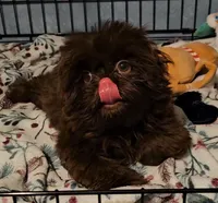Chocolate , a male Shih Tzu for sale in Connersville, IN – 4 of 7