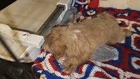 Golden girl , a female Shih Tzu for sale in Connersville, IN – 3 of 6