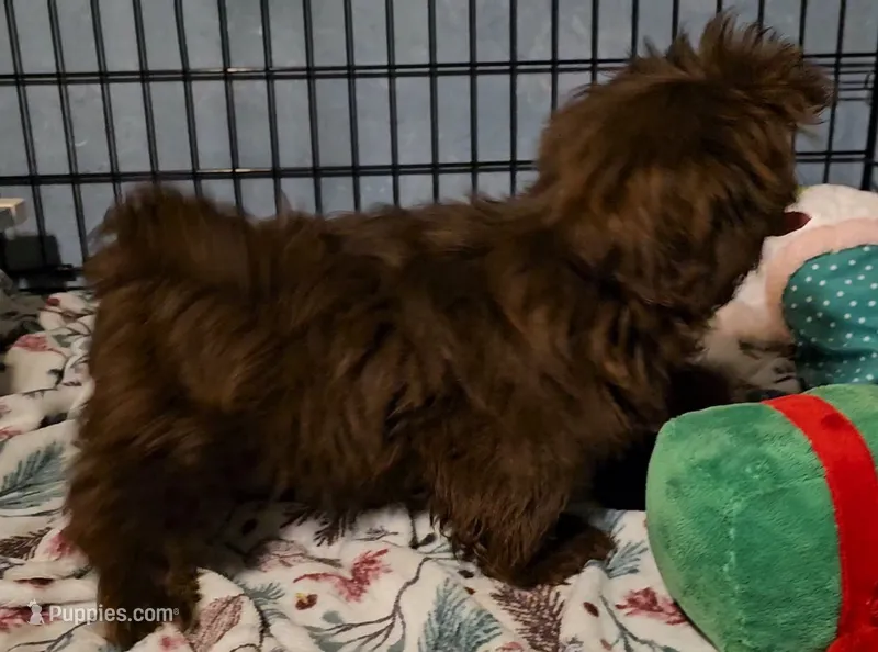 Choco – Shih Tzu puppy for sale in Connersville, IN