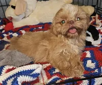 Golden girl , a female Shih Tzu for sale in Connersville, IN – 2 of 6