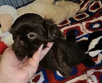 Choco, a male Shih Tzu for sale in Connersville, IN – 2 of 5