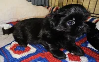 Blackie, a male Shih Tzu for sale in Connersville, IN – 3 of 6