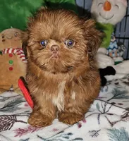 Red Copper , a male Shih Tzu for sale in Connersville, IN – 3 of 6