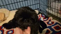 Tiny girl , a female Shih Tzu for sale in Connersville, IN – 5 of 7
