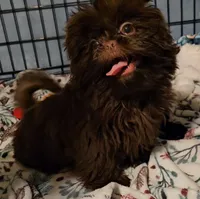 Chocolate , a male Shih Tzu for sale in Connersville, IN – 5 of 7