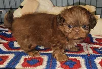 Flame, a male Shih Tzu for sale in Connersville, IN – 3 of 8