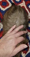 Watson , a male Shih Tzu for sale in Connersville, IN – 2 of 8