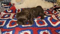 Mocha, a female Shih Tzu for sale in Connersville, IN – 3 of 5