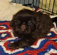Choco, a male Shih Tzu for sale in Connersville, IN – 2 of 9