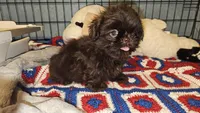 Hershey , a female Shih Tzu for sale in Connersville, IN – 5 of 5