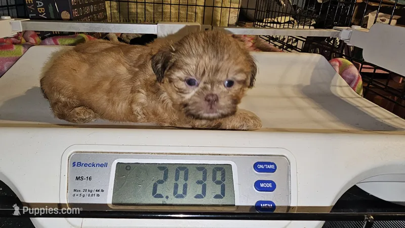 AKC red cream  – Shih Tzu puppy for sale in Connersville, IN