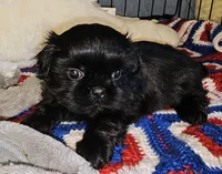 Blackie, a male Shih Tzu for sale in Connersville, IN – 5 of 6