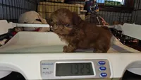 Flame, a male Shih Tzu for sale in Connersville, IN – 8 of 8