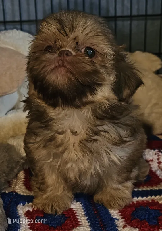 AKC  Cream – Shih Tzu puppy for sale in Connersville, IN