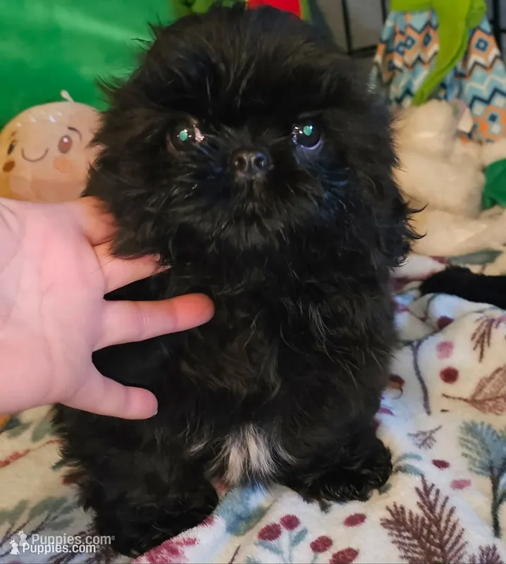 Blackie – Shih Tzu puppy for sale in Connersville, IN