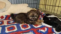Paisley , a female Shih Tzu for sale in Connersville, IN – 7 of 7