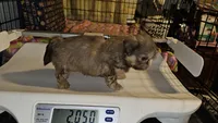 AKC  Cream, a female Shih Tzu for sale in Connersville, IN – 5 of 5