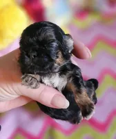Tiny Tim, a male Shih Tzu for sale in Connersville, IN – Photo 3 of 5
