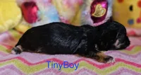 Tiny Tim, a male Shih Tzu for sale in Connersville, IN – Photo 1 of 5