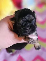 Tiny Tim, a male Shih Tzu for sale in Connersville, IN – Photo 4 of 5