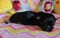 Tiny Tim, a male Shih Tzu for sale in Connersville, IN – Photo 5 of 5