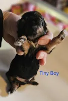 Tiny Tim, a male Shih Tzu for sale in Connersville, IN – Photo 2 of 5