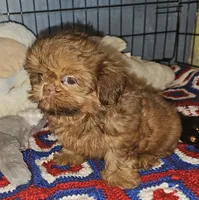 AKC Red , a male Shih Tzu for sale in Connersville, IN – 5 of 6