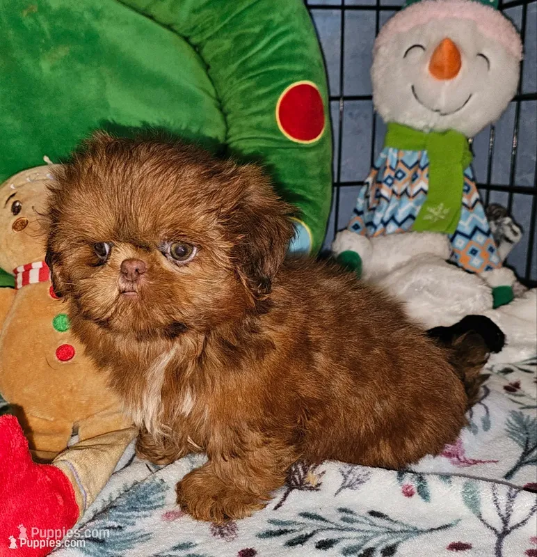 Copper – Shih Tzu puppy for sale in Connersville, IN