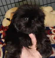 Tiny girl , a female Shih Tzu for sale in Connersville, IN – 7 of 7